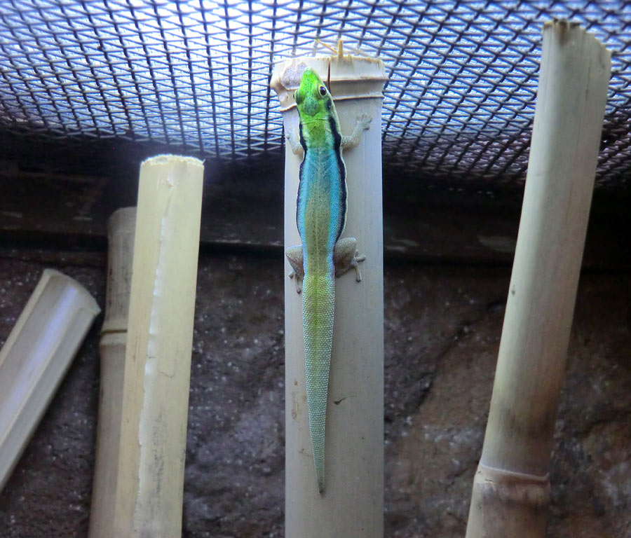 Blaue Bambusphelsume im Zoologischen Garten Wuppertal im Dezember 2013