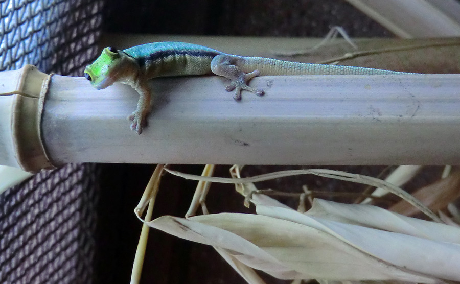 Blaue Bambusphelsumen im Wuppertaler Zoo im Dezember 2013