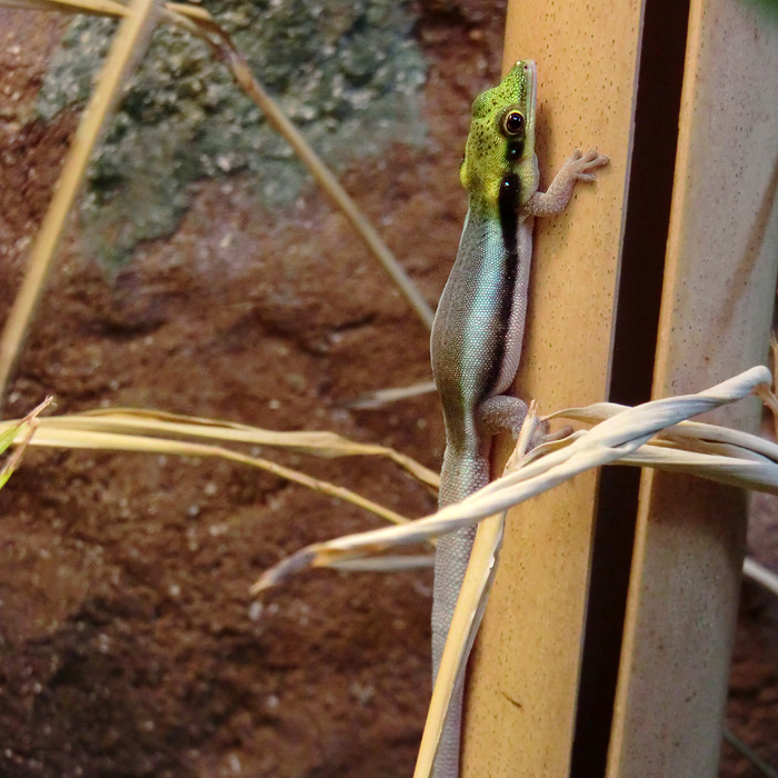 Blauer Bambus-Taggecko im Wuppertaler Zoo im Februar 2014