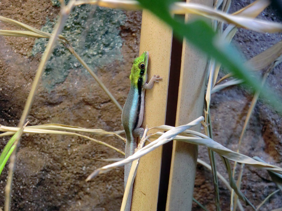 Blaue Bambusphelsume im Wuppertaler Zoo im Februar 2014