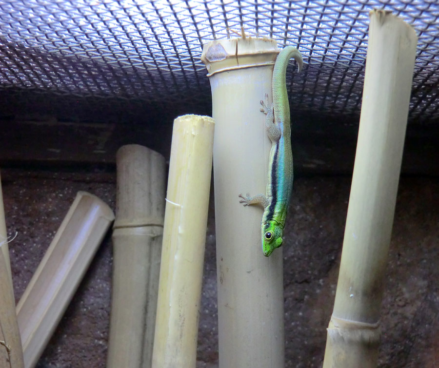 Blaue Bambusphelsume im Zoo Wuppertal im Februar 2014