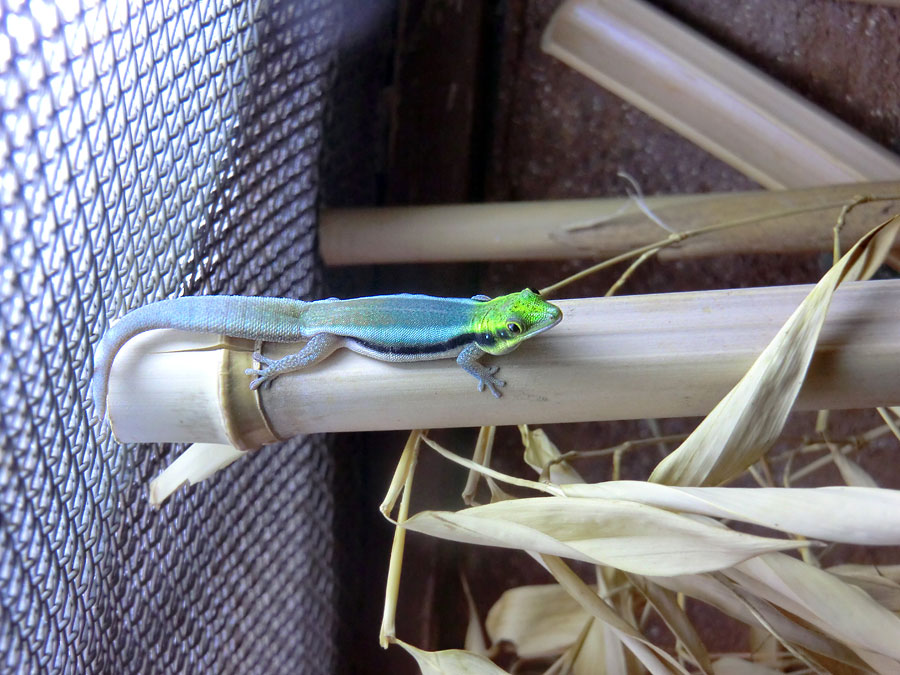 Blaue Bambusphelsume im Wuppertaler Zoo im Februar 2014