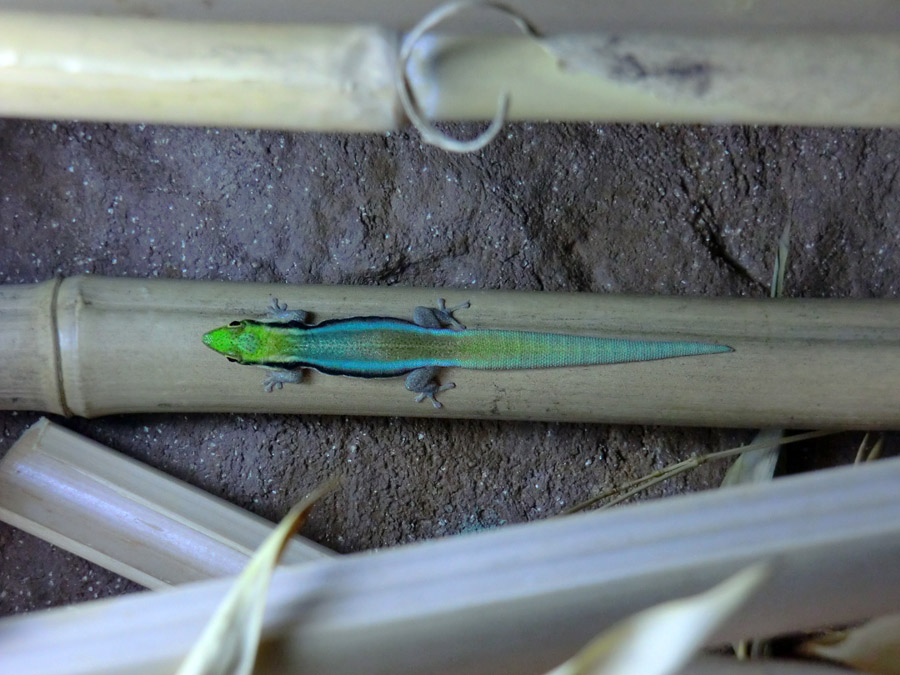 Blaue Bambusphelsume im Zoologischen Garten Wuppertal im Februar 2014