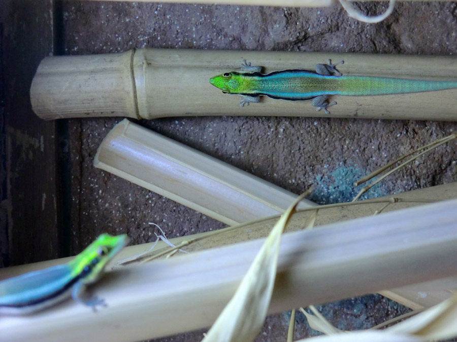 Blaue Bambusphelsumen im Wuppertaler Zoo im Februar 2014