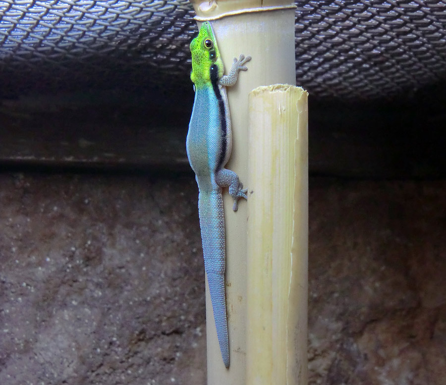 Blaue Bambusphelsume im Zoo Wuppertal im Februar 2014