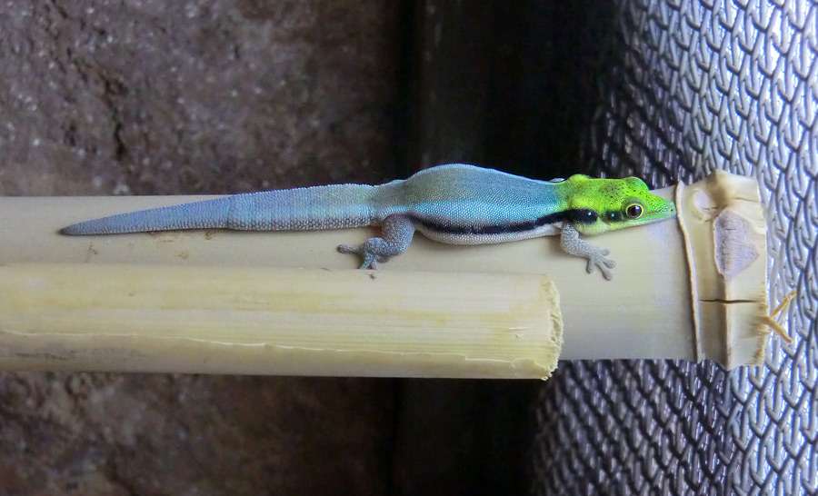 Blaue Bambusphelsume im Zoologischen Garten Wuppertal im Februar 2014