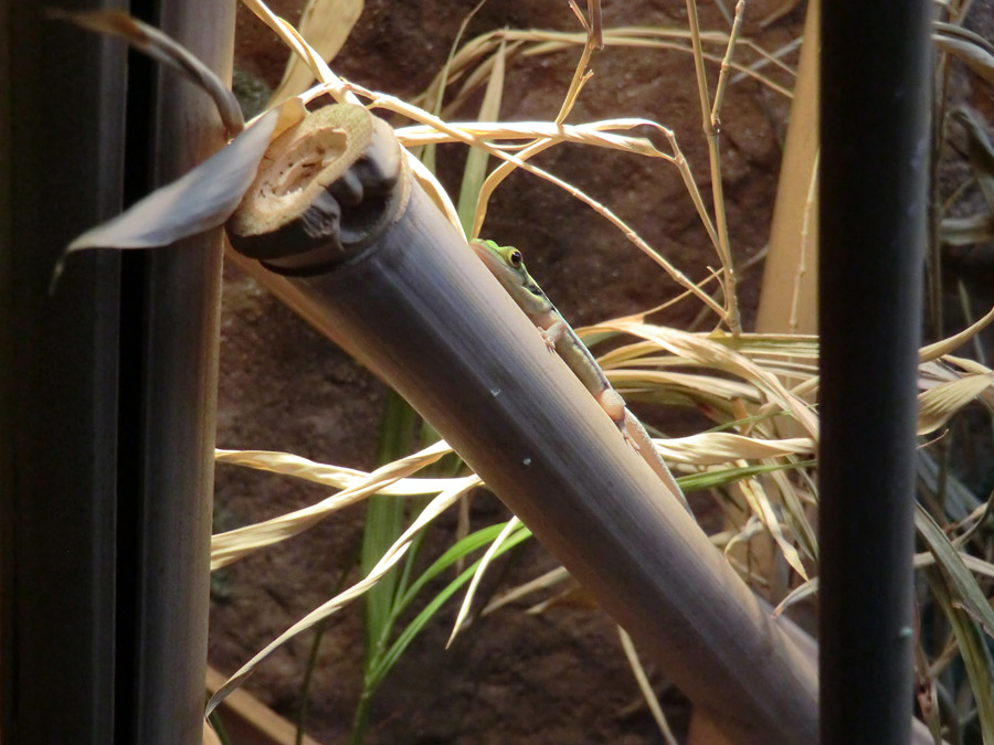 Blaue Bambusphelsume im Wuppertaler Zoo im März 2014