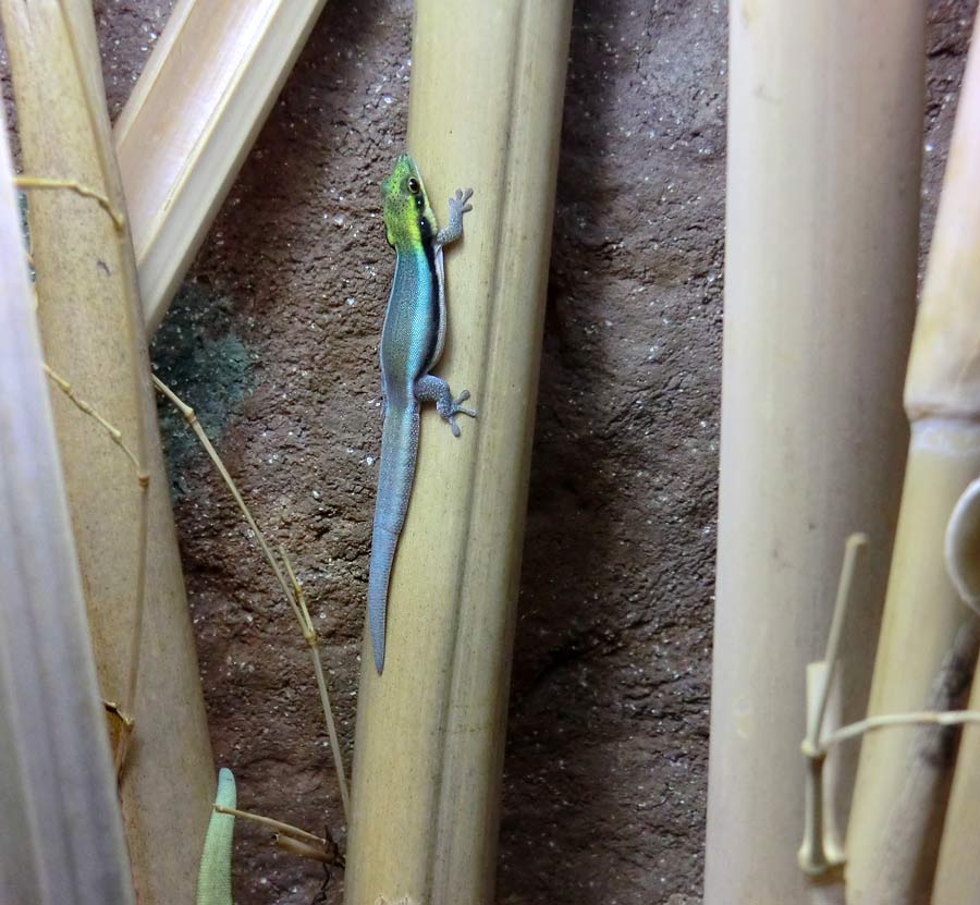 Blaue Bambusphelsume im Wuppertaler Zoo im Mai 2014