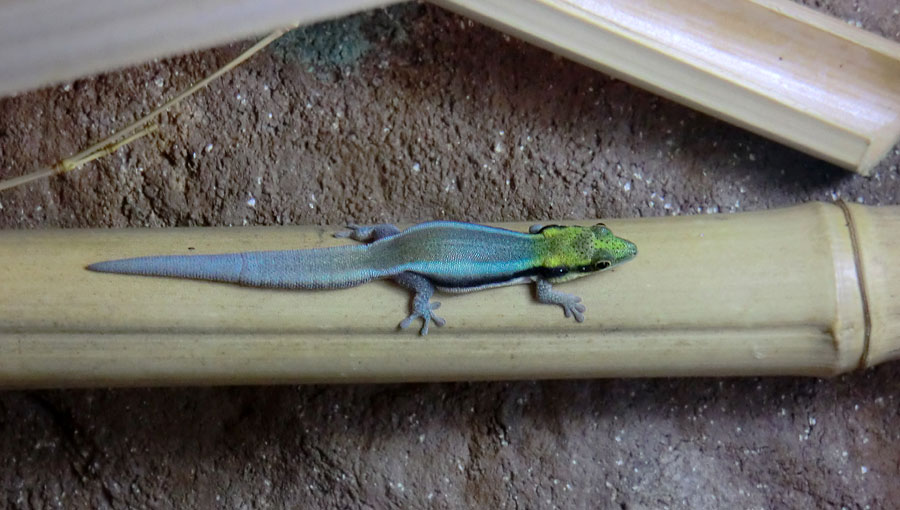 Blaue Bambusphelsume im Zoo Wuppertal im Mai 2014