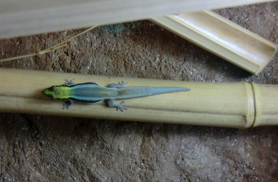 Blaue Bambusphelsume im Zoologischen Garten Wuppertal im Mai 2014