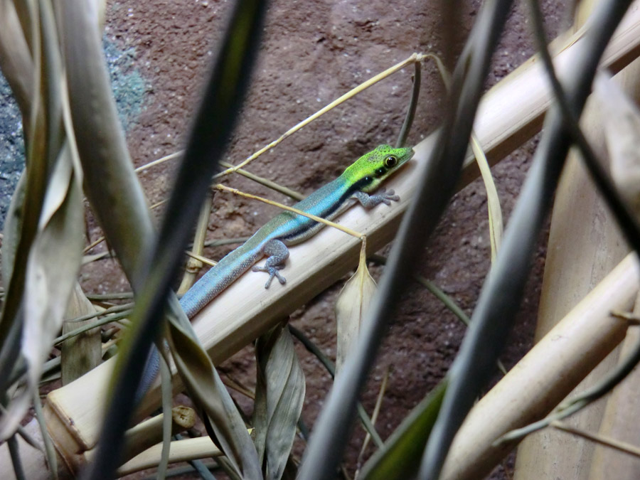 Blaue Bambusphelsume im Zoologischen Garten Wuppertal im Oktober 2014