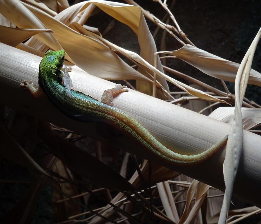 Blaue Bambusphelsume im Zoologischen Garten Wuppertal im Dezember 2014