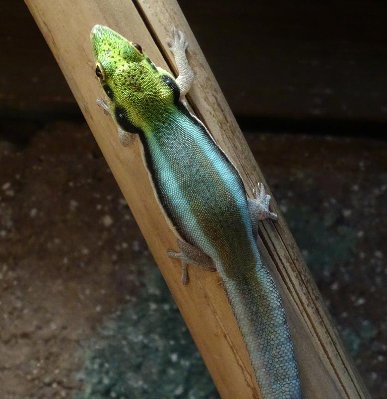 Blaue Bambusphelsume im Wuppertaler Zoo im Dezember 2014