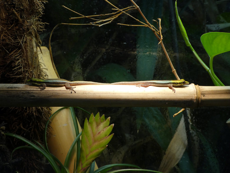 Blaue Bambusphelsumen am 21. Juli 2017 in einem Terrarium im Affenhaus im Zoo Wuppertal