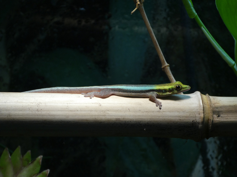 Blaue Bambusphelsume am 21. Juli 2017 in einem Terrarium im Affenhaus im Grünen Zoo Wuppertal