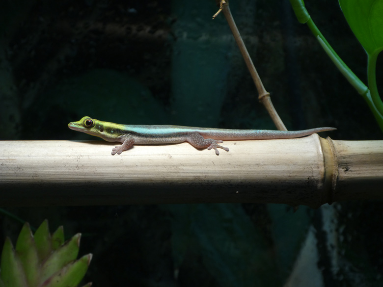 Blaue Bambusphelsume am 21. Juli 2017 in einem Terrarium im Affenhaus im Wuppertaler Zoo