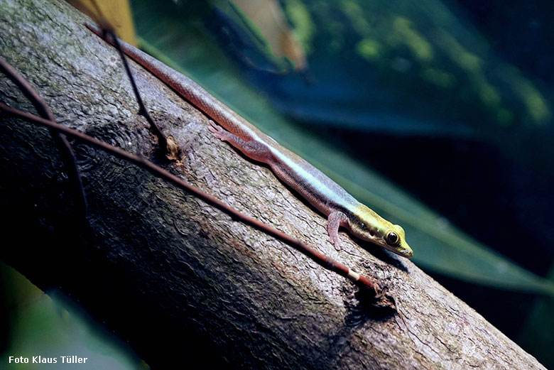 Blaue Bambusphelsume am 27. Februar 2019 im Schaugehege im Affen-Haus im Grünen Zoo Wuppertal (Foto Klaus Tüller)