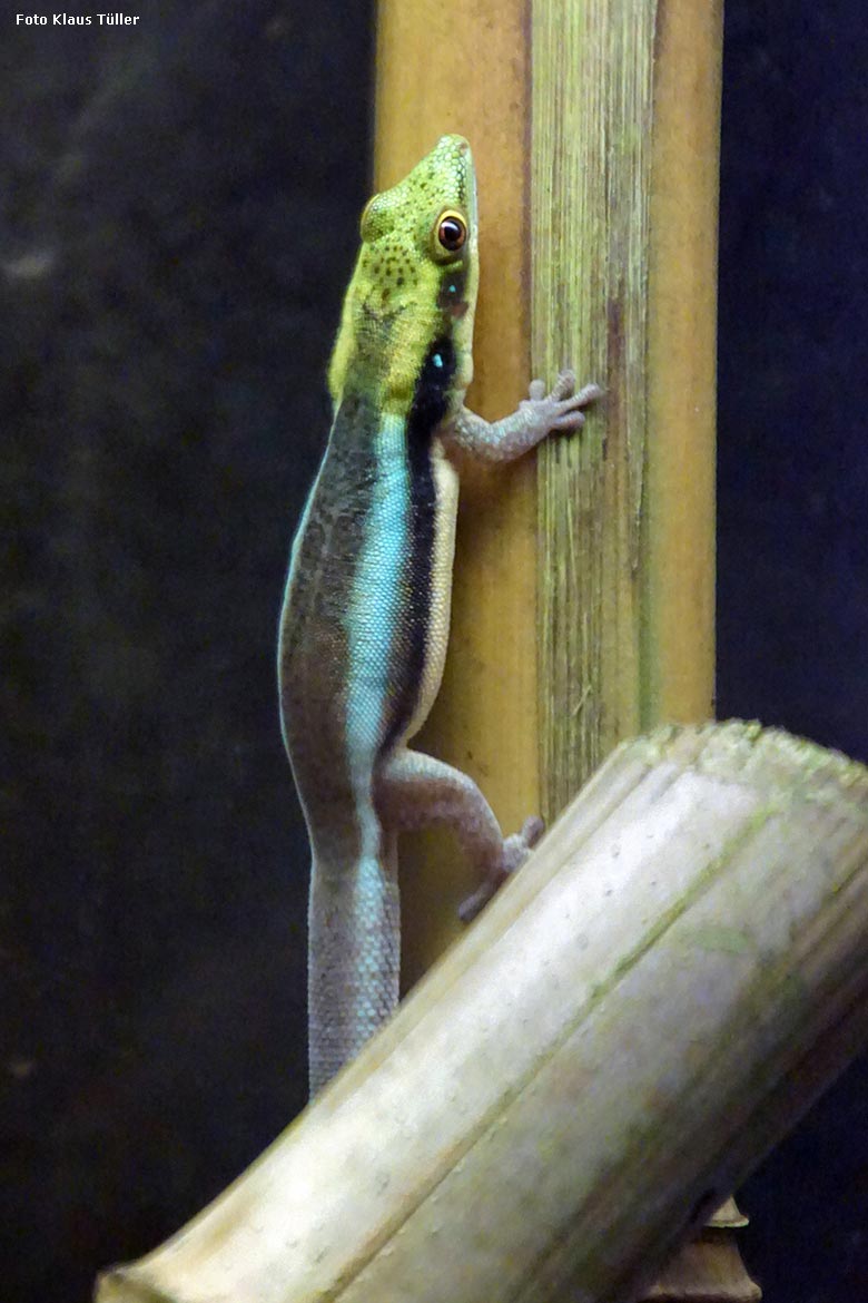 Blaue Bambusphelsume am 17. Februar 2020 in einem Schaugehege im Affen-Haus im Grünen Zoo Wuppertal (Foto Klaus Tüller)