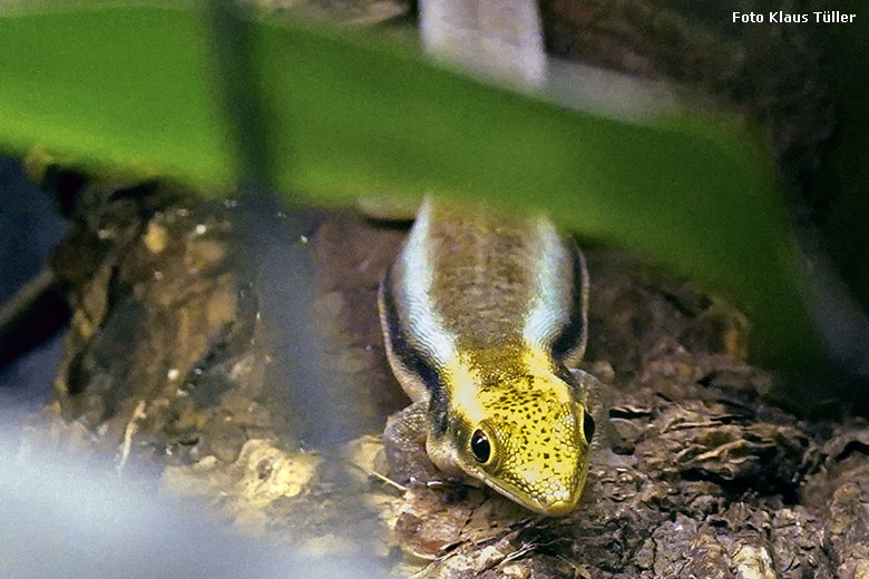 Blaue Bambusphelsume am 30. Dezember 2021 in einem Schaukasten im Affen-Haus im Zoo Wuppertal (Foto Klaus Tüller)