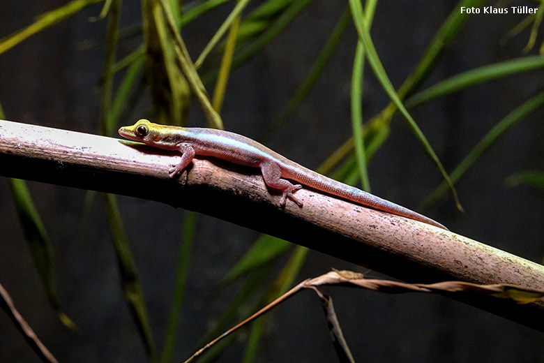 Blaue Bambusphelsume am 1. Januar 2022 in einem Schaukasten im Affen-Haus im Zoologischen Garten Wuppertal (Foto Klaus Tüller)