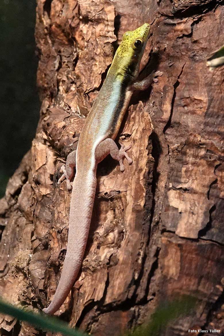 Blaue Bambusphelsume am 8. Februar 2022 in einem Schau-Terrarium im Affen-Haus im Zoologischen Garten Wuppertal (Foto Klaus Tüller)