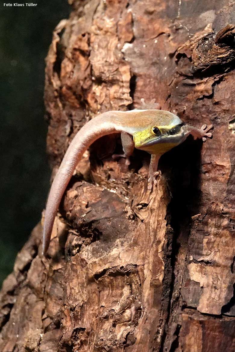 Blaue Bambusphelsume am 8. Februar 2022 in einem Schau-Terrarium im Affen-Haus im Zoo Wuppertal (Foto Klaus Tüller)