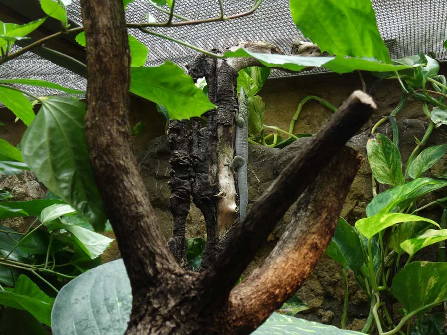 Dornwald-Taggecko im Grünen Zoo Wuppertal im Juli 2015