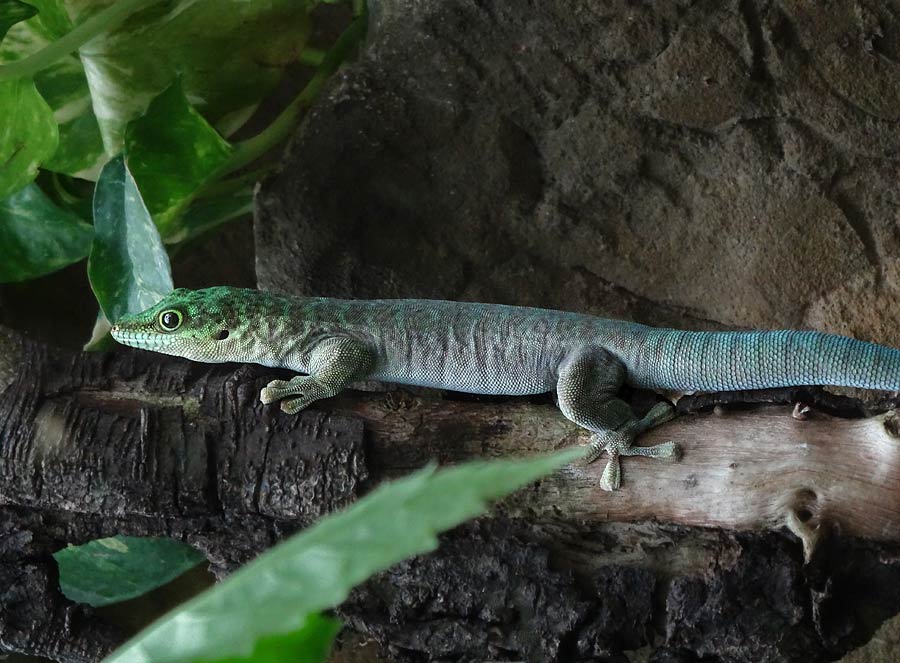 Dornwald-Taggecko im Grünen Zoo Wuppertal im Juli 2015