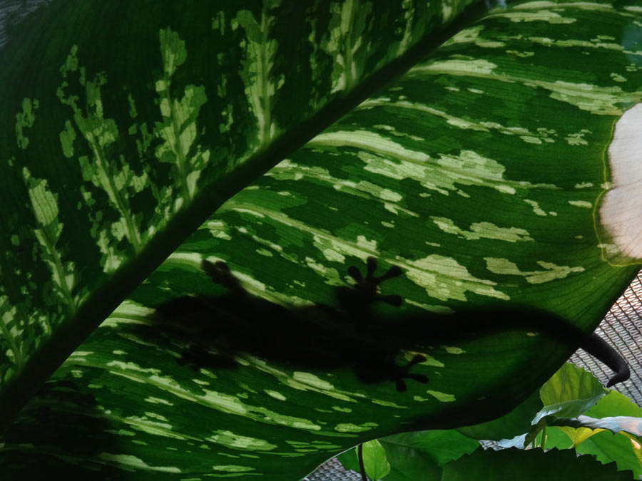 Dornwald-Taggecko im Zoologischen Garten Wuppertal am 23. August 2015