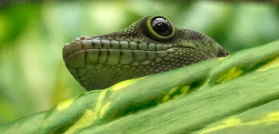 Dornwald-Taggecko im Wuppertaler Zoo am 23. August 2015