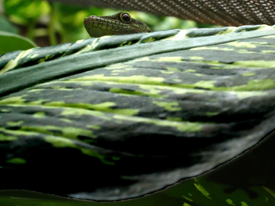 Dornwald-Taggecko im Grünen Zoo Wuppertal am 23. August 2015