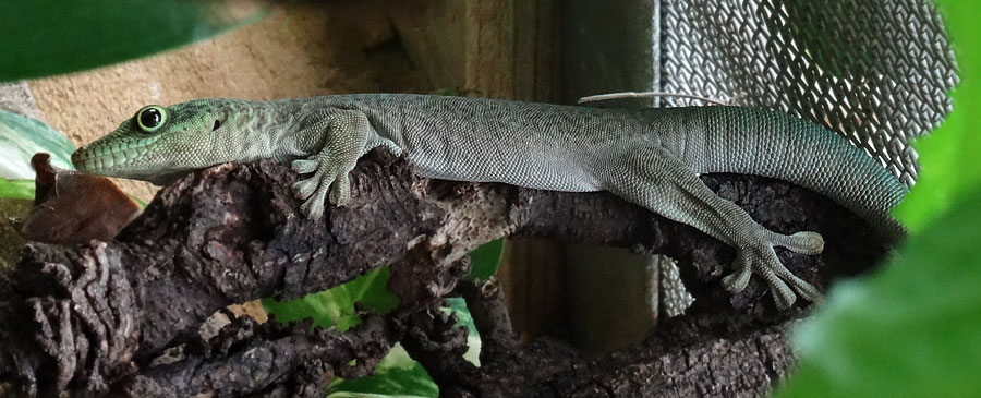 Dornwald-Taggecko im Wuppertaler Zoo am 26. August 2015