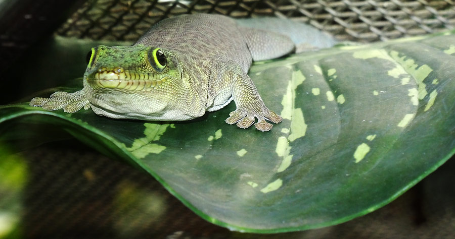 Dornwald-Taggecko im Zoologischen Garten Wuppertal am 30. August 2015