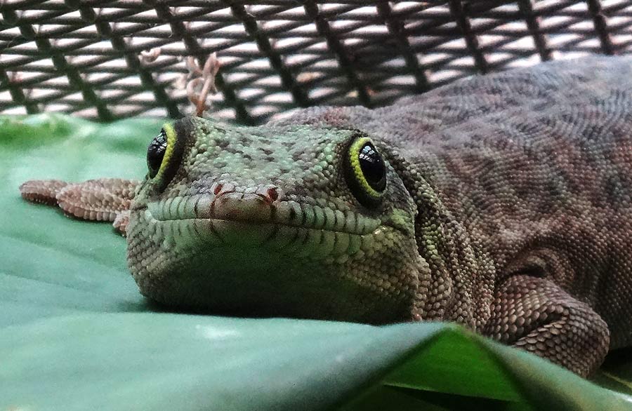 Dornwald-Taggecko im Zoo Wuppertal am 8. September 2015