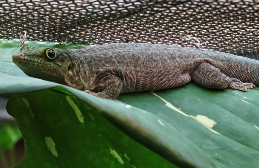 Dornwald-Taggecko im Grünen Zoo Wuppertal am 13. September 2015