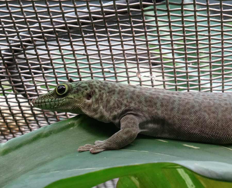 Dornwald-Taggecko im Zoologischen Garten Wuppertal am 19. September 2015