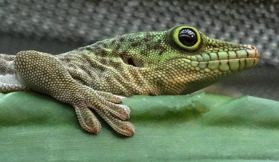 Dornwald-Taggecko im Grünen Zoo Wuppertal am 29. September 2015