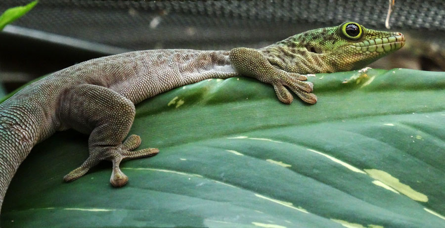 Dornwald-Taggecko im Wuppertaler Zoo am 29. September 2015