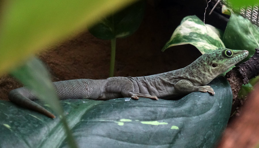 Dornwald-Taggecko im Zoo Wuppertal am 17. Oktober 2015