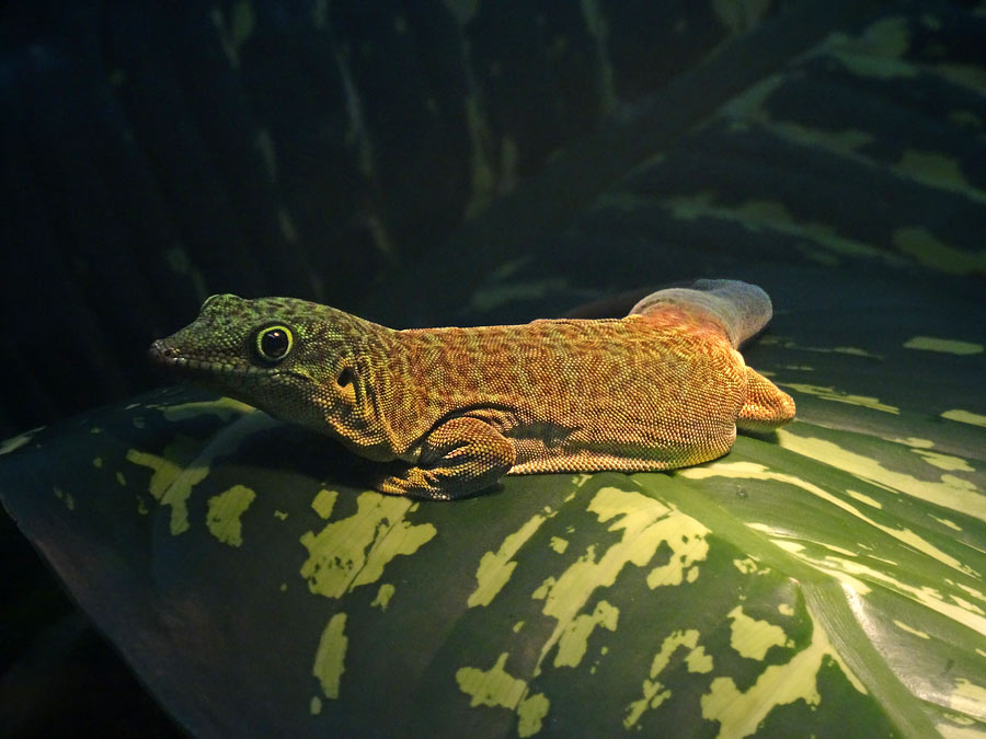 Dornwald-Taggecko im Wuppertaler Zoo am 6. Dezember 2015