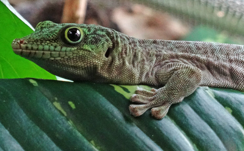 Dornwald-Taggecko am 7. April 2016 im Terrarium im Zoologischen Garten der Stadt Wuppertal