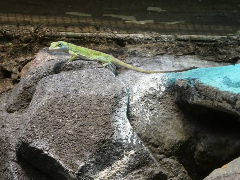 Dornwald-Taggecko am 9. August 2017 im Terrarium im Zoologischen Garten Wuppertal