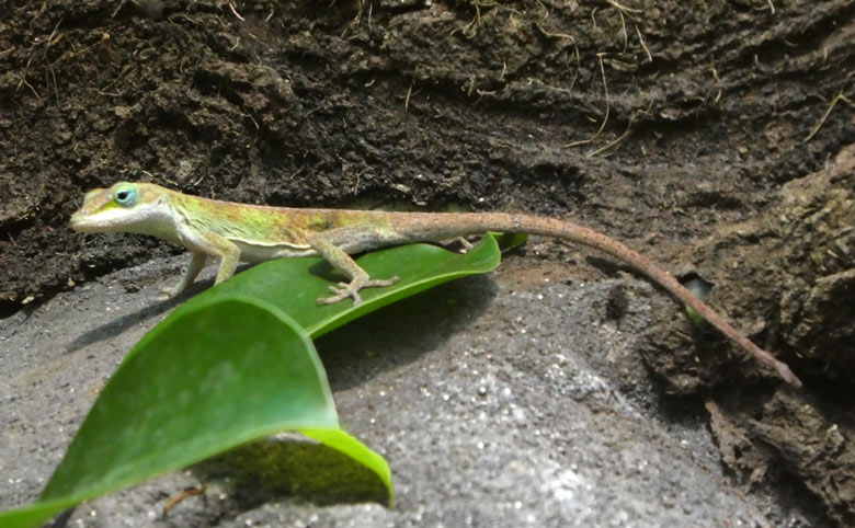 Dornwald-Taggecko am 9. August 2017 im Terrarium im Grünen Zoo Wuppertal