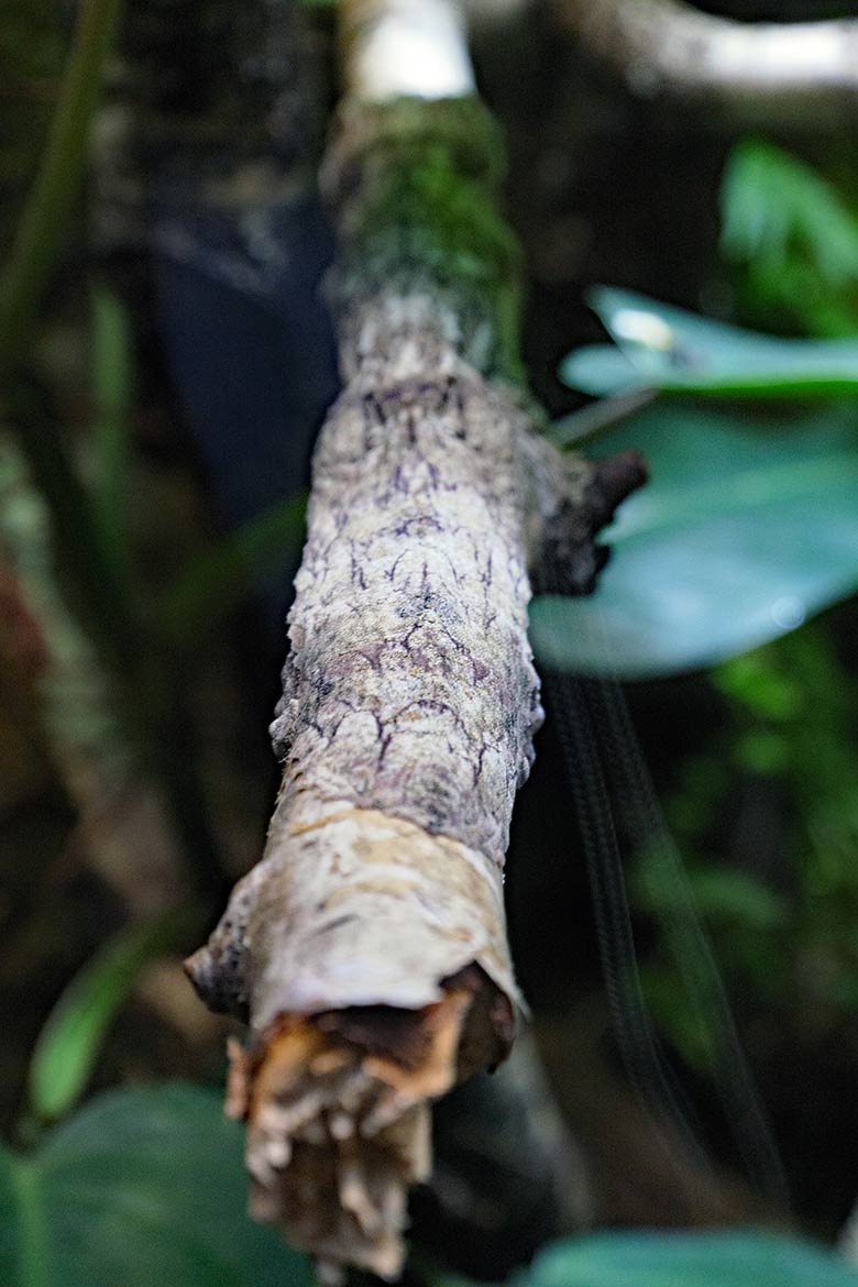 Schwanzende des Henkels Blattschwanzgecko am 29. September 2021 im Terrarium im Wuppertaler Zoo