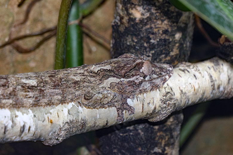 Henkels Blattschwanzgecko am 16. Oktober 2021 im Terrarium im Zoo Wuppertal