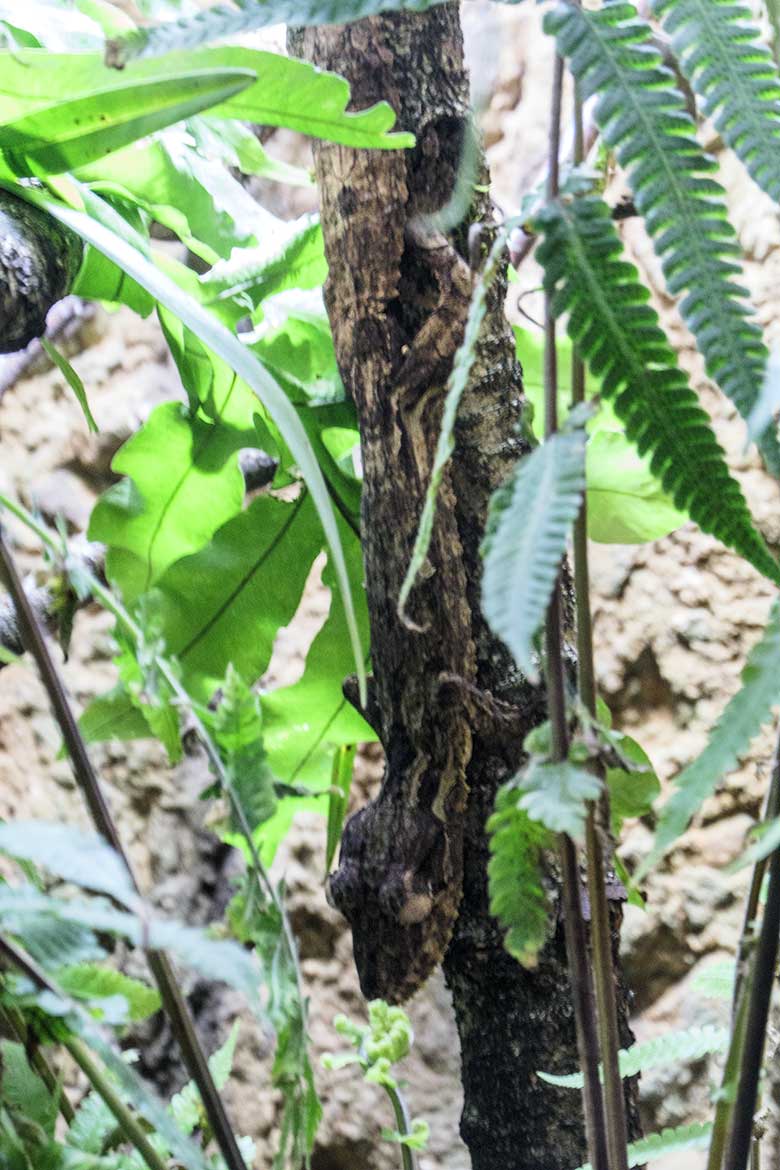 Henkels Blattschwanzgecko am 12. November 2021 im Terrarium im Zoologischen Garten der Stadt Wuppertal