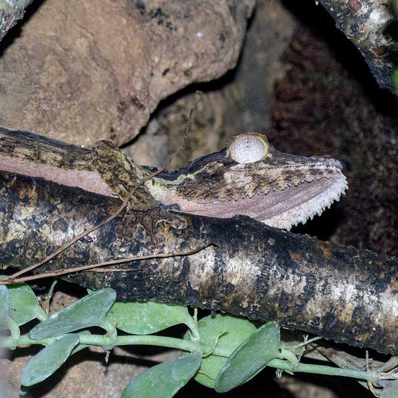 Henkels Blattschwanzgecko am 22. November 2021 im Terrarium im Grünen Zoo Wuppertal