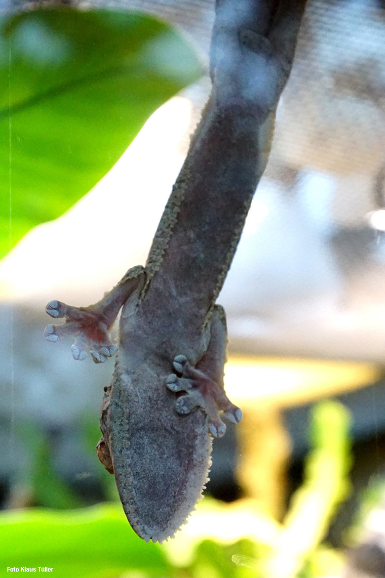 Kopfüber an der Glasscheibe des Schaugeheges klebender Henkels Blattschwanzgecko am 7. Dezember 2021 im Terrarium im Grünen Zoo Wuppertal (Foto Klaus Tüller)