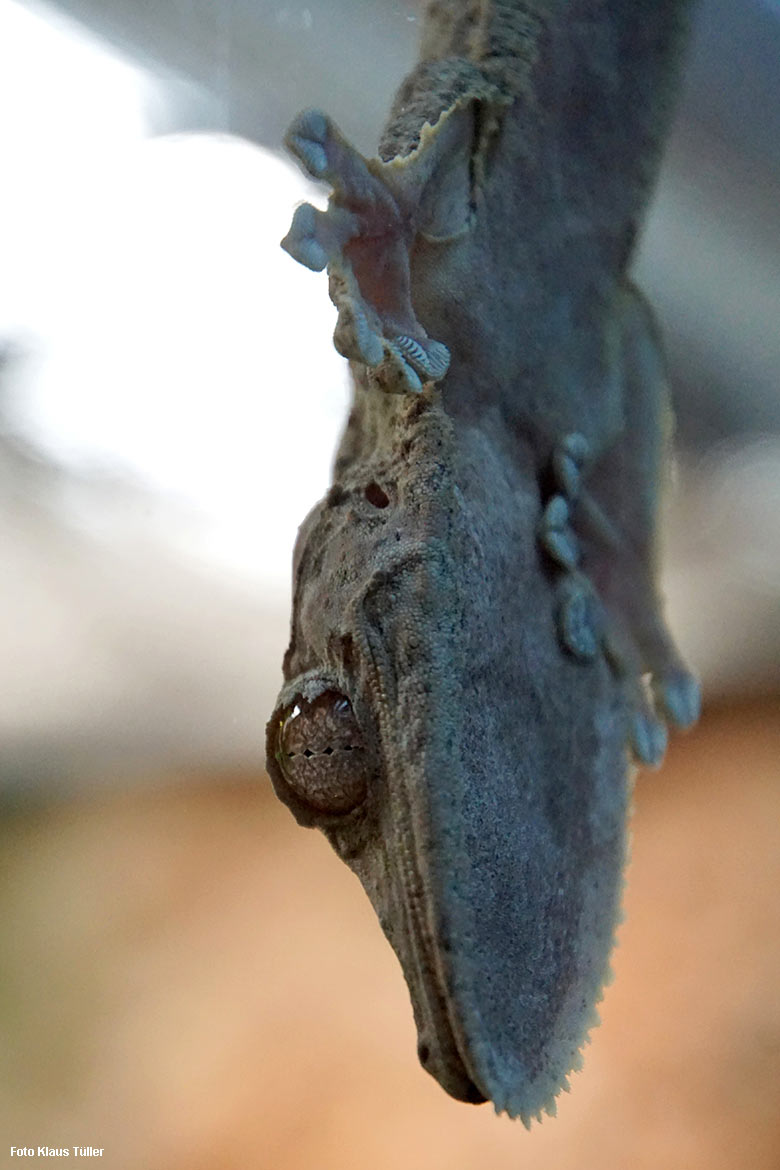 Kopfüber an der Glasscheibe des Schaugeheges klebender Henkels Blattschwanzgecko am 7. Dezember 2021 im Terrarium im Zoo Wuppertal (Foto Klaus Tüller)