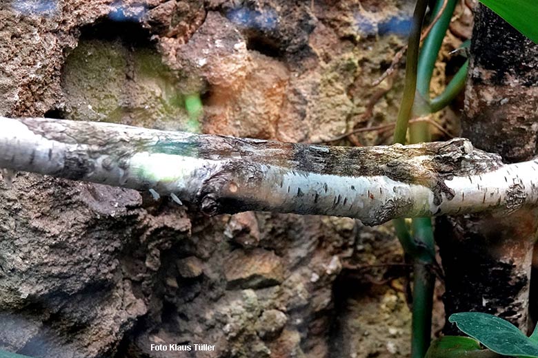 Henkels Blattschwanzgecko am 21. Dezember 2021 im Terrarium im Grünen Zoo Wuppertal (Foto Klaus Tüller)